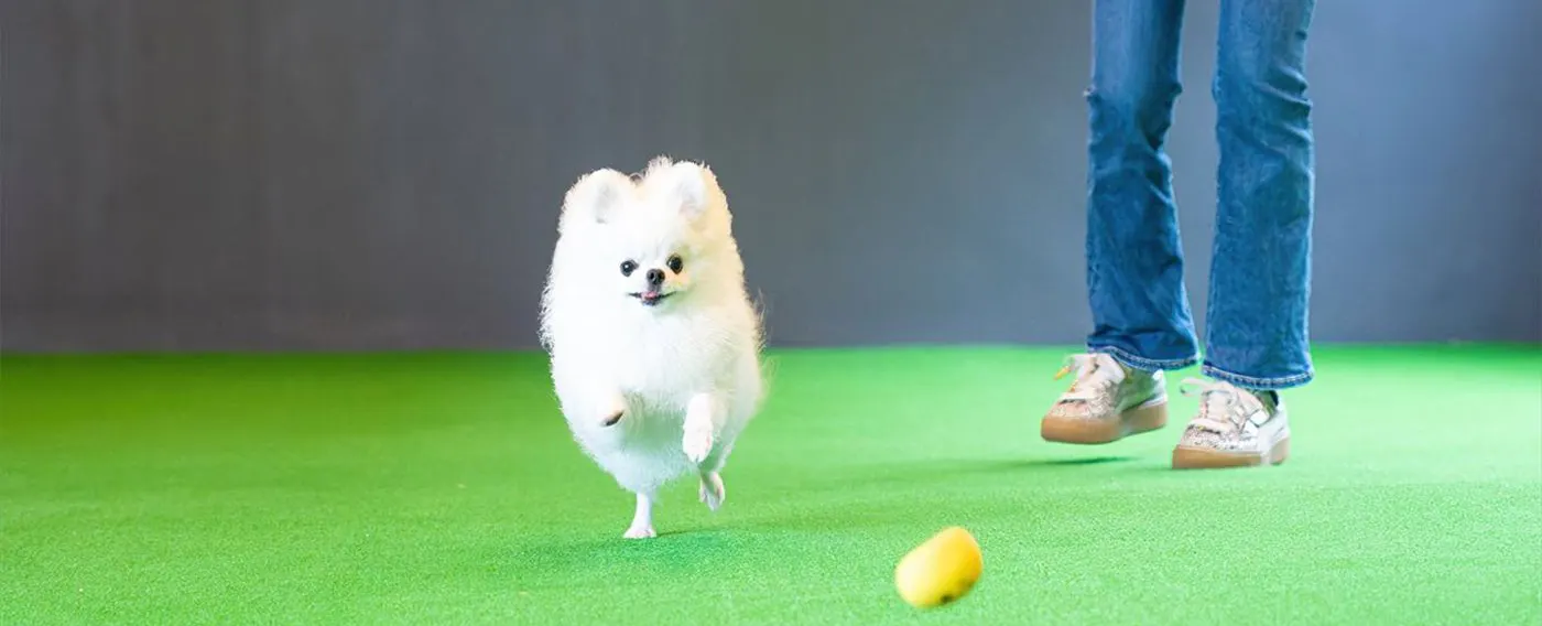 Dog Run Tertutup untuk Segala Cuaca