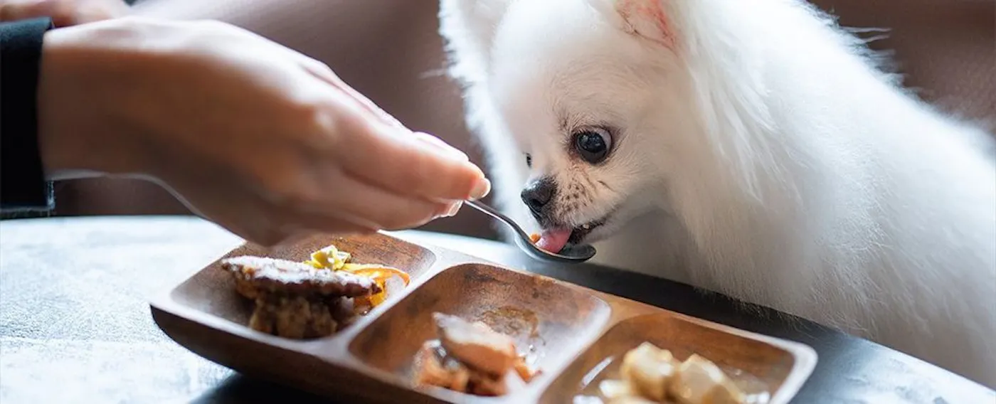 Menu sehat khusus untuk anjing