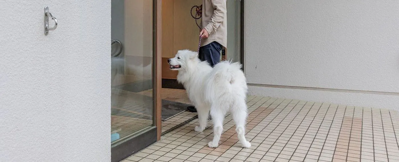 Pintu Masuk Khusus untuk Kamar Ramah Anjing