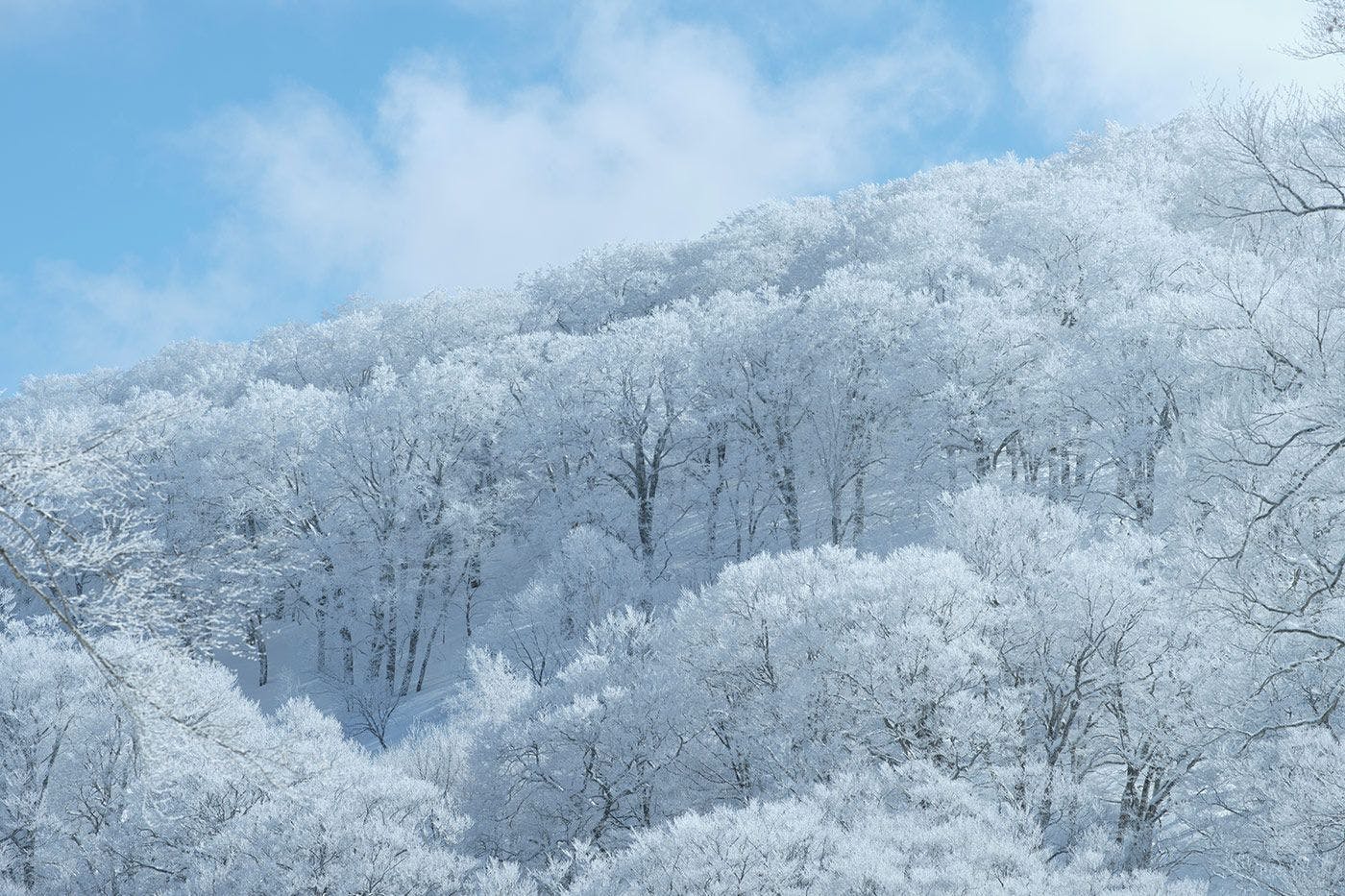 ฤดูหนาว －ช่วงเวลาแห่งความขาวบริสุทธิ์－