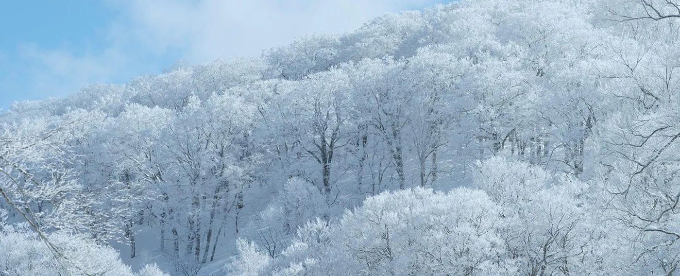 ฤดูหนาว -ช่วงเวลาแห่งความขาวบริสุทธิ์-
