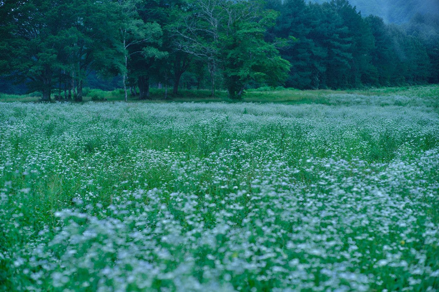 ฤดูใบไม้ผลิ －ช่วงเวลาแห่งการผลิบาน－