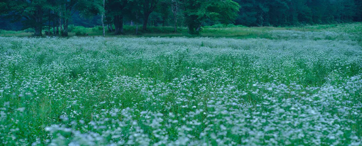 ฤดูใบไม้ผลิ -ช่วงเวลาแห่งการผลิบาน-