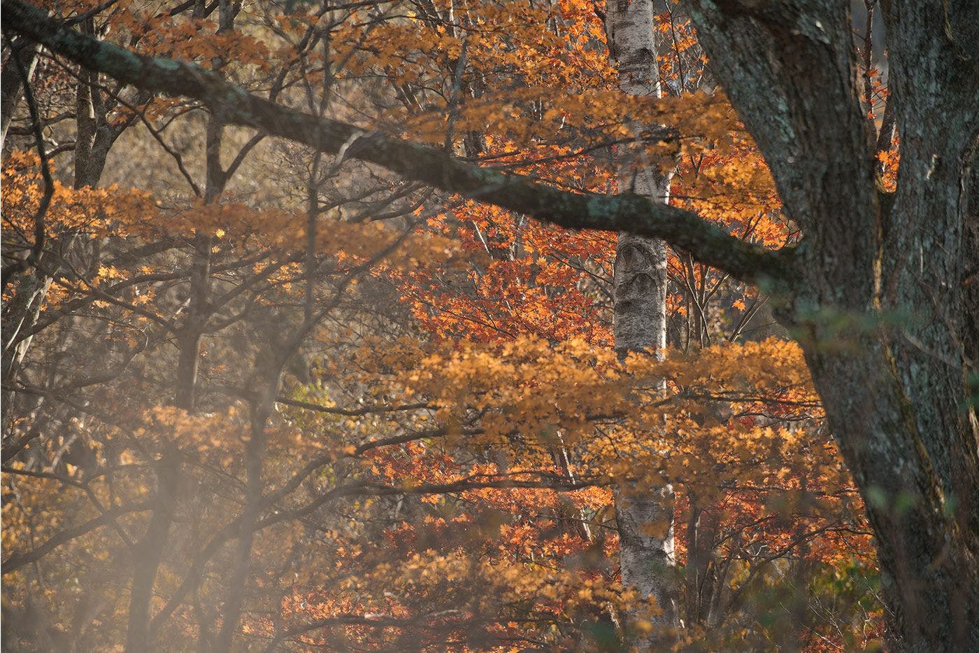 ฤดูใบไม้ร่วง – ช่วงเวลาแห่งความอุดมสมบูรณ์ –