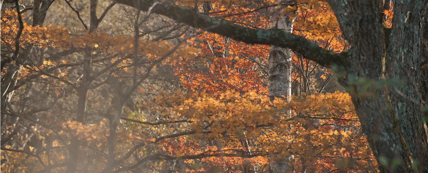 ฤดูใบไม้ร่วง – ช่วงเวลาแห่งความอุดมสมบูรณ์ –