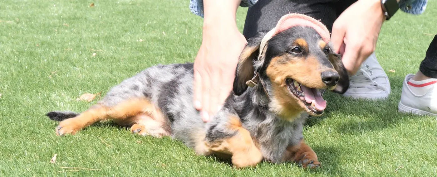 สัตว์เลี้ยง 1 ตัว