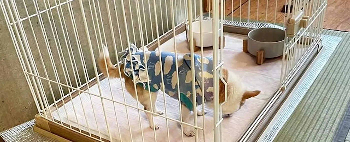 สัตว์เลี้ยง 3 ตัว