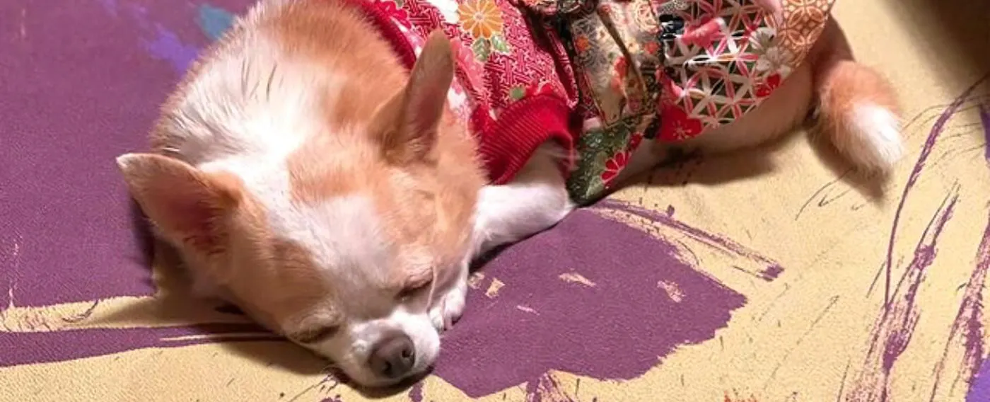 สัตว์เลี้ยง 4 ตัว