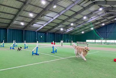 室內狗運動場