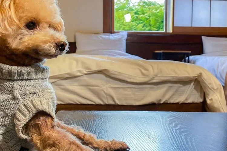 姥子温泉芦ノ湖一の湯 宿泊予約なら Yahoo トラベル 姥子温泉芦ノ湖一の湯 宿泊予約なら Yahoo トラベル