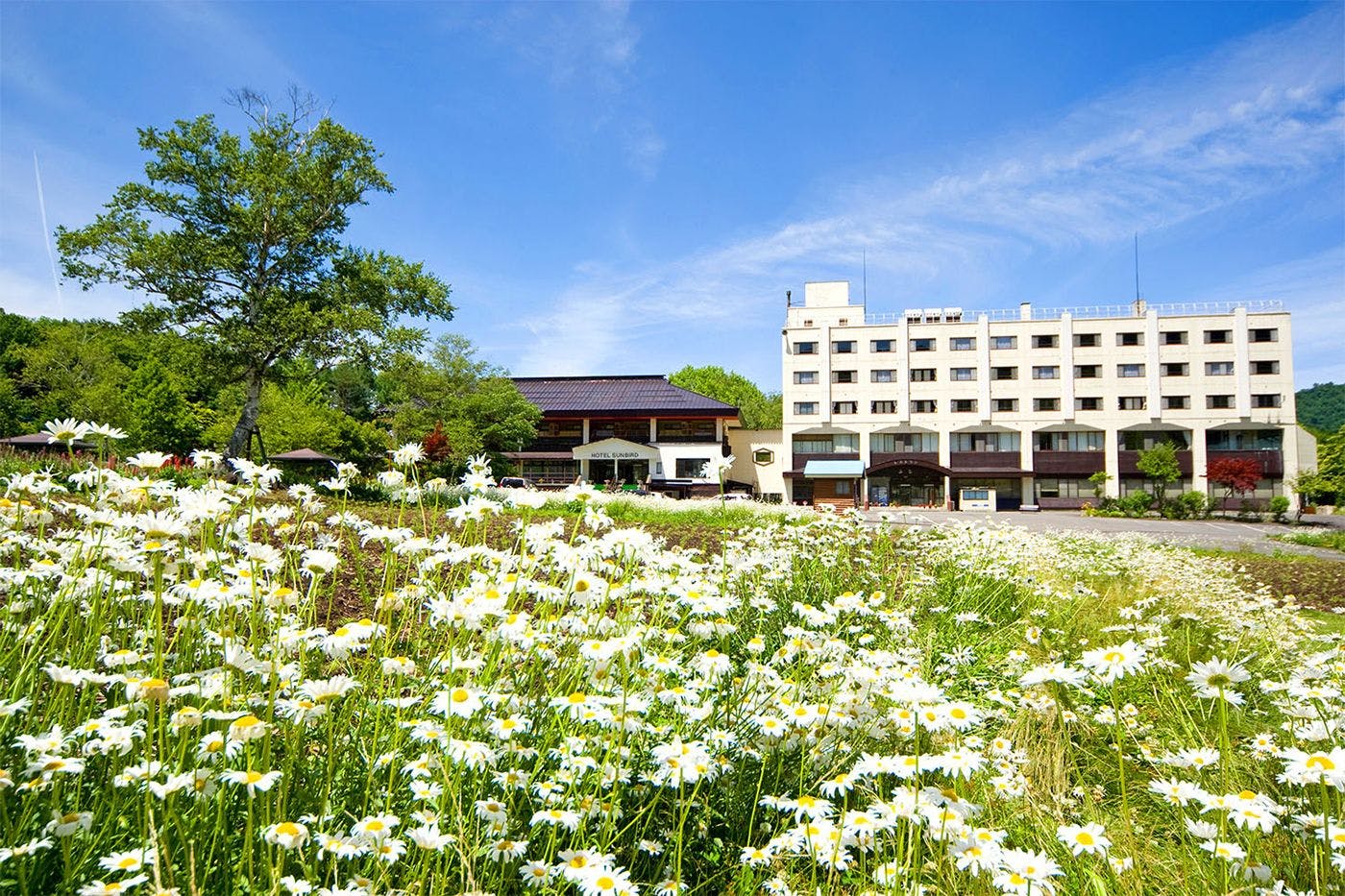 มาร์กาเร็ตแห่งฤดูใบไม้ผลิ