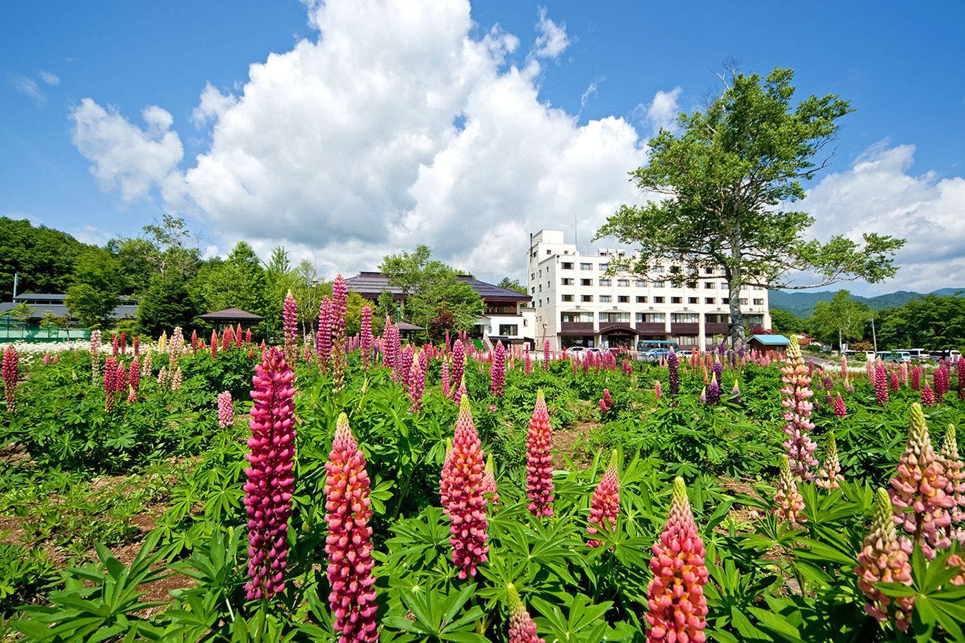 ลูปินัสในต้นฤดูร้อน