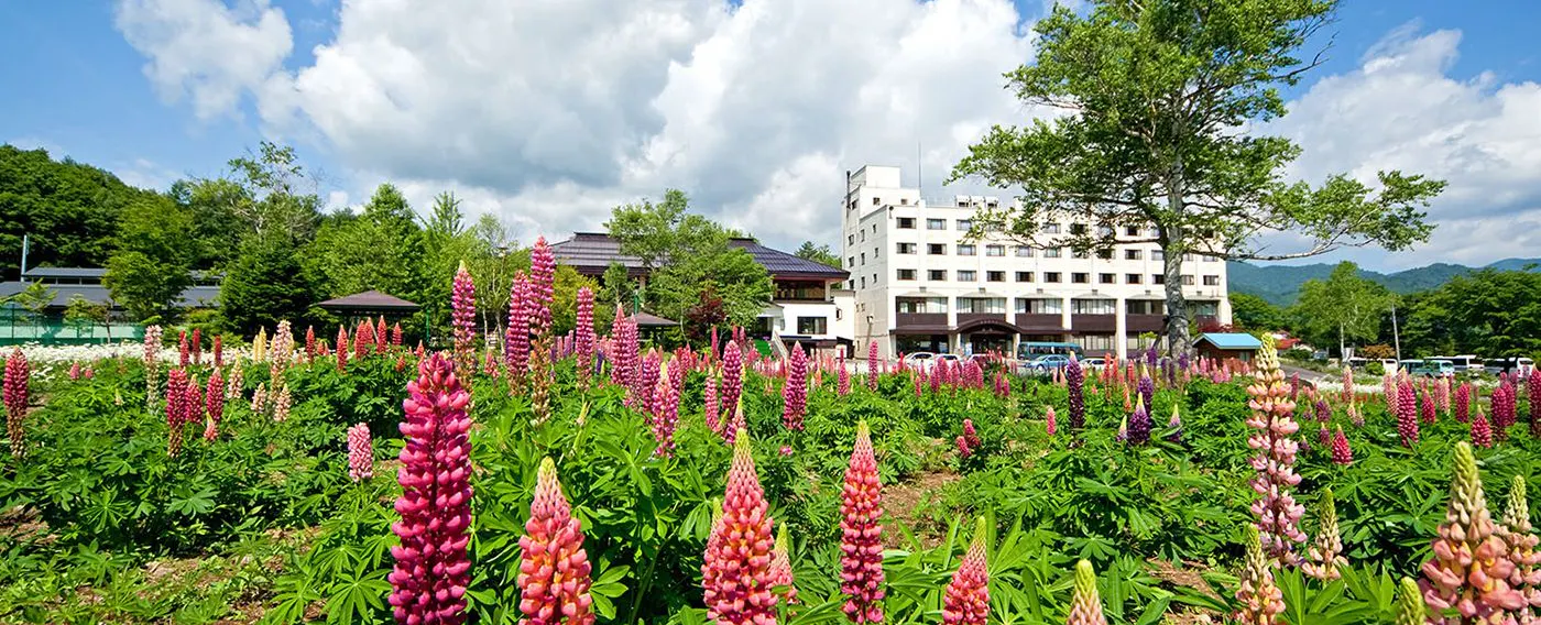 ลูปินัสในต้นฤดูร้อน