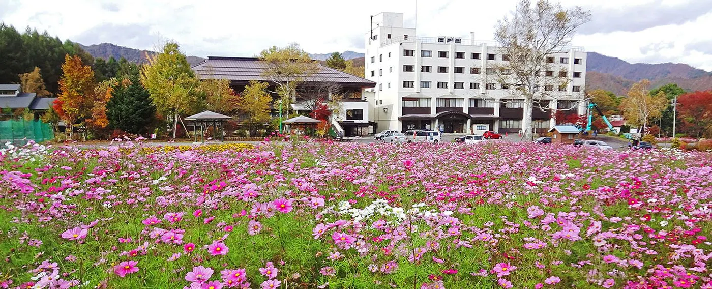 ดอกคอสมอสในฤดูใบไม้ร่วง