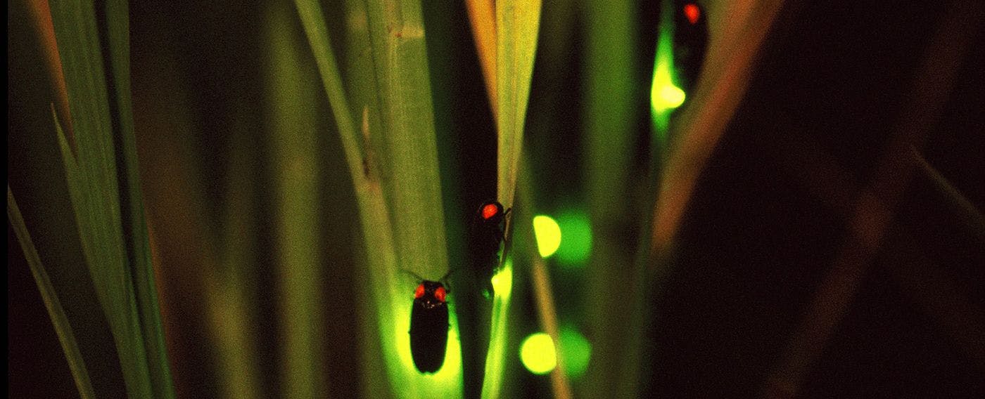 ชมหิ่งห้อย