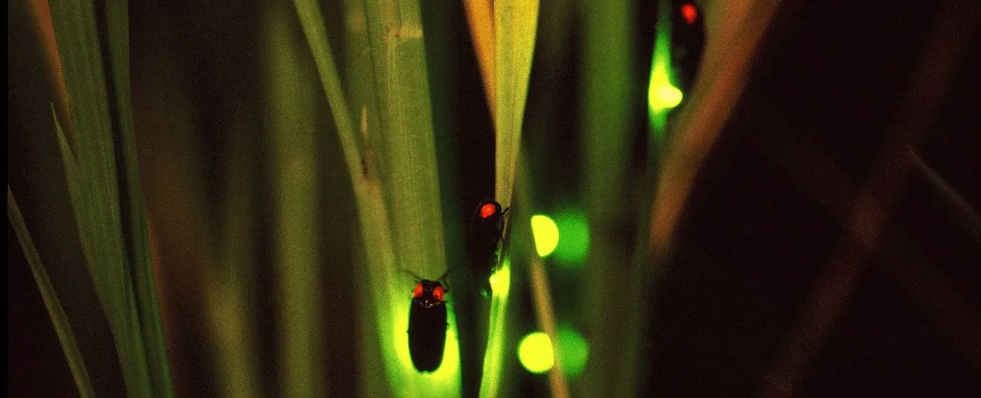 ชมหิ่งห้อย