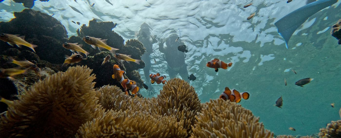 ปลาการ์ตูน ภาพลักษณ์ทะเล