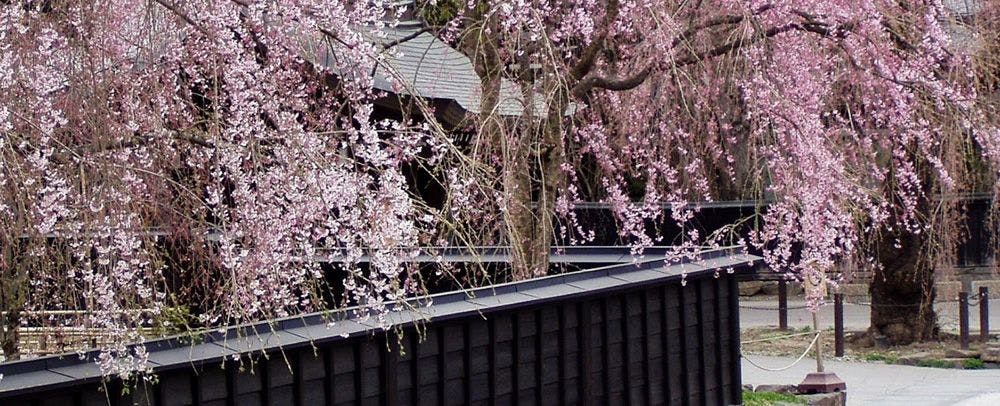 สถานที่ชมซากุระชื่อดัง "เขื่อนริมแม่น้ำฮิโนกิกาวะ"