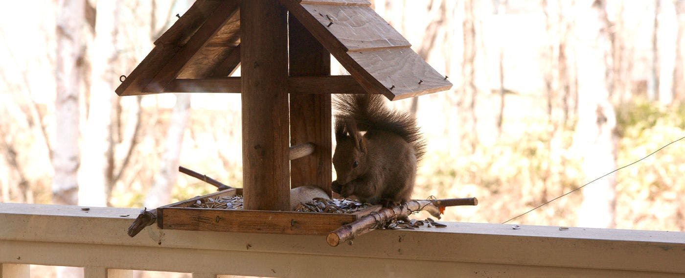 กระรอกเอโซ