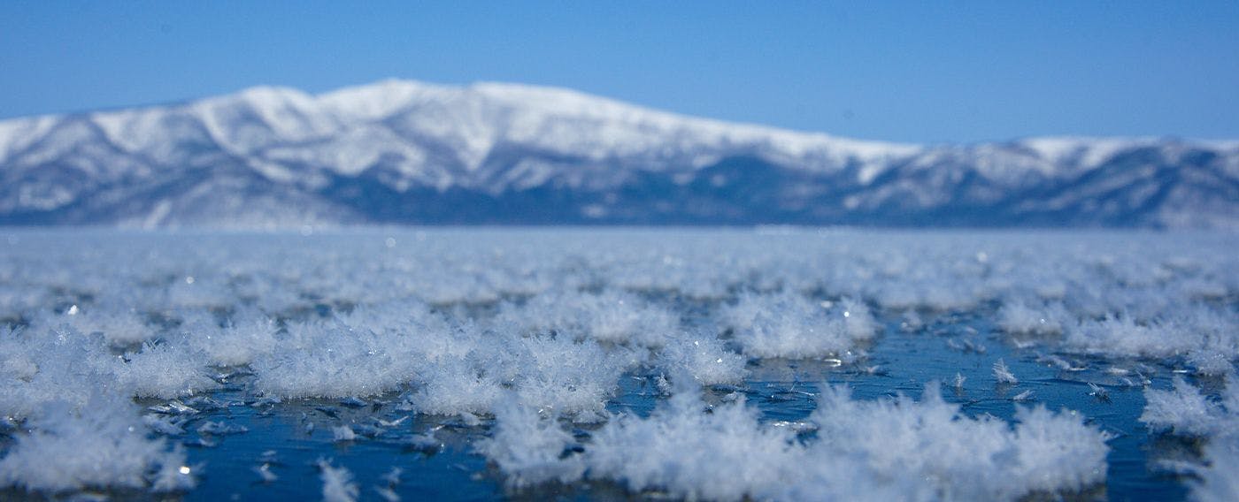 ดอกน้ำค้างฤดูหนาว