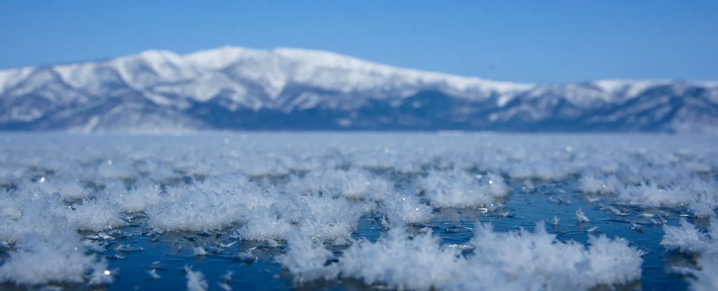 ดอกน้ำค้างฤดูหนาว