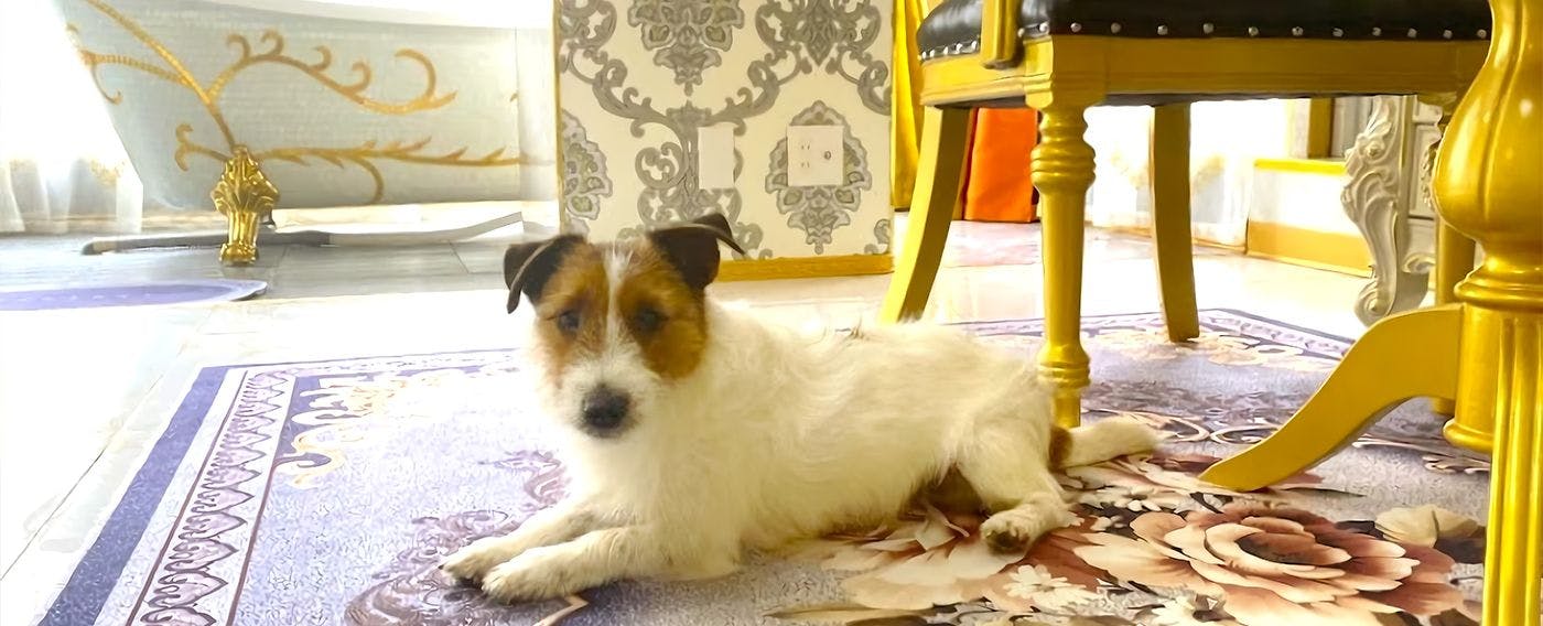 ห้องพักที่อนุญาตให้นำสัตว์เลี้ยงเข้าพักได้