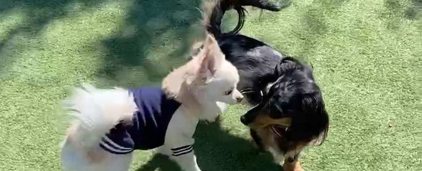 Gambar area bermain anjing (dog run)