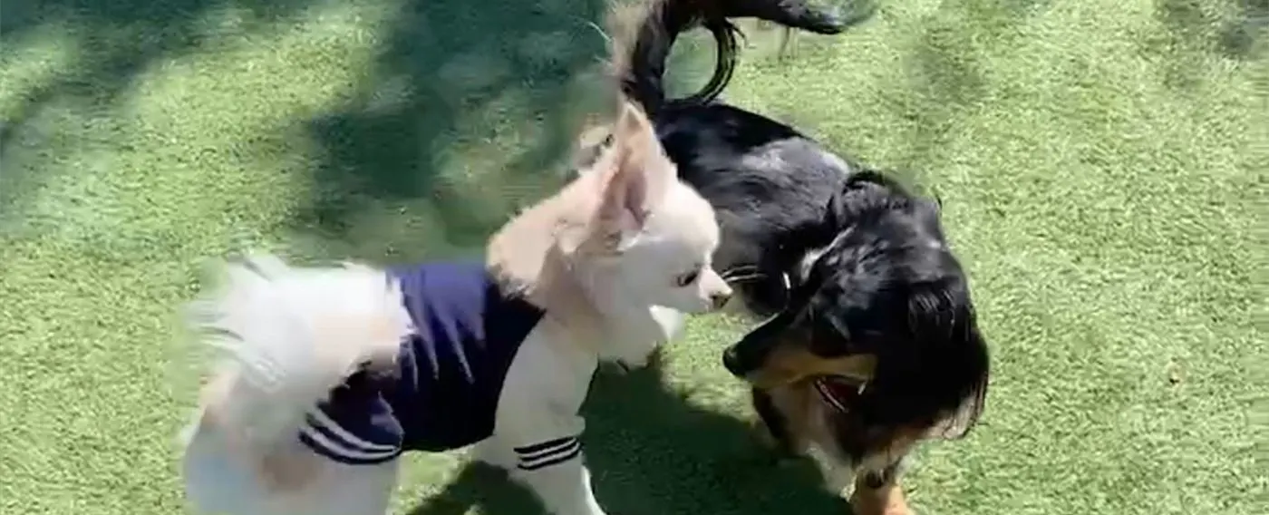 Gambar area bermain anjing (dog run)
