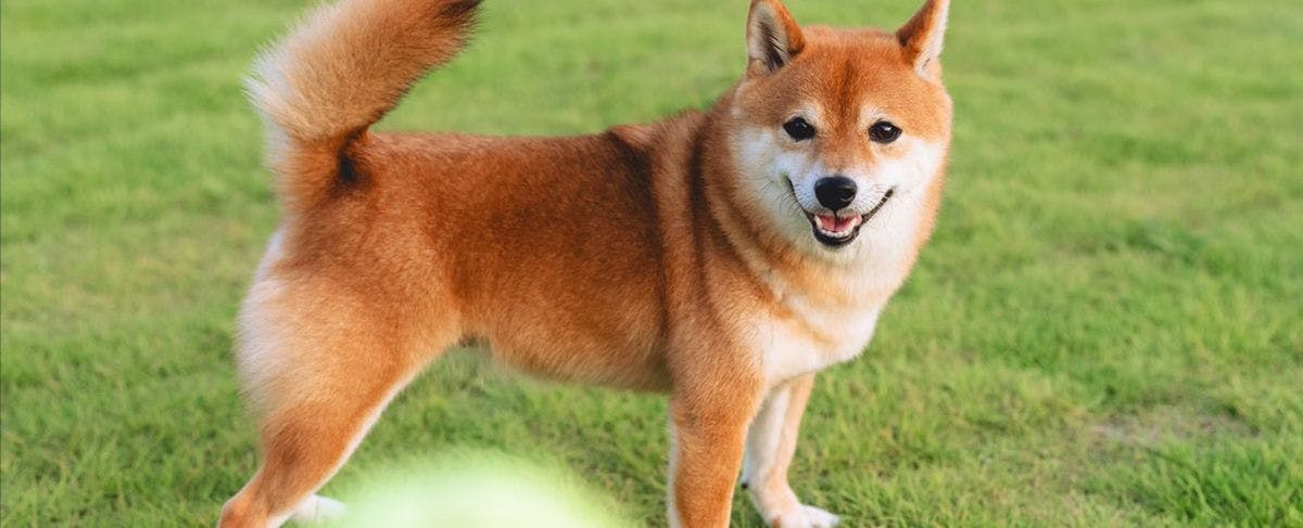 ภาพบรรยากาศการเข้าพักพร้อมสุนัขของคุณ