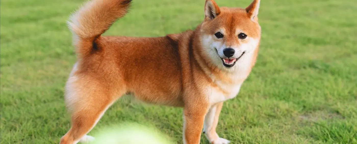 ภาพบรรยากาศการเข้าพักพร้อมสุนัขของคุณ