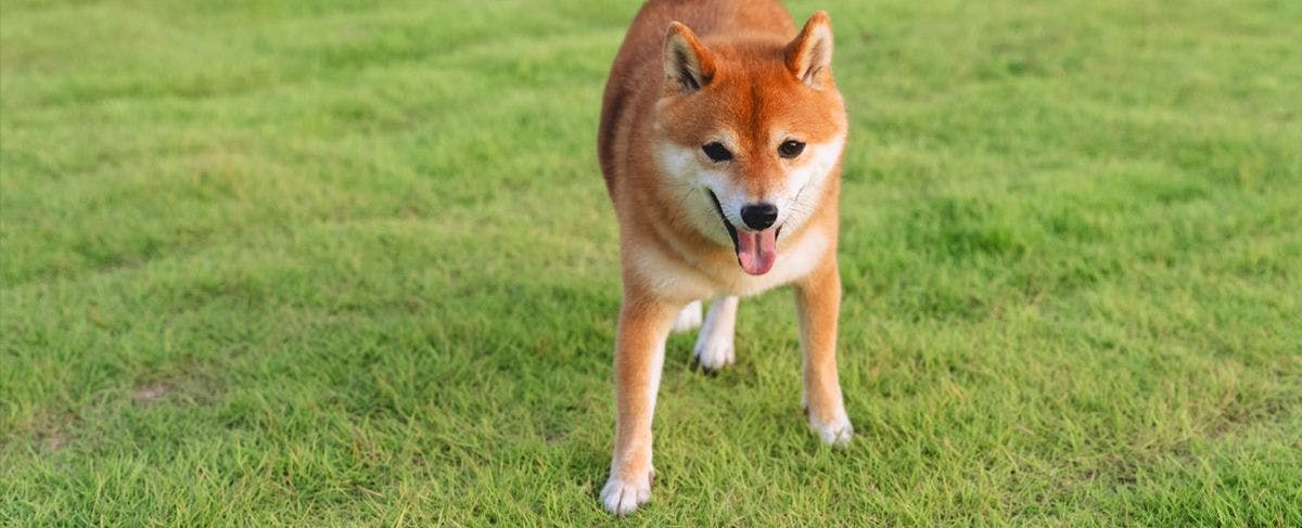 ภาพบรรยากาศการเข้าพักพร้อมสุนัขของคุณ