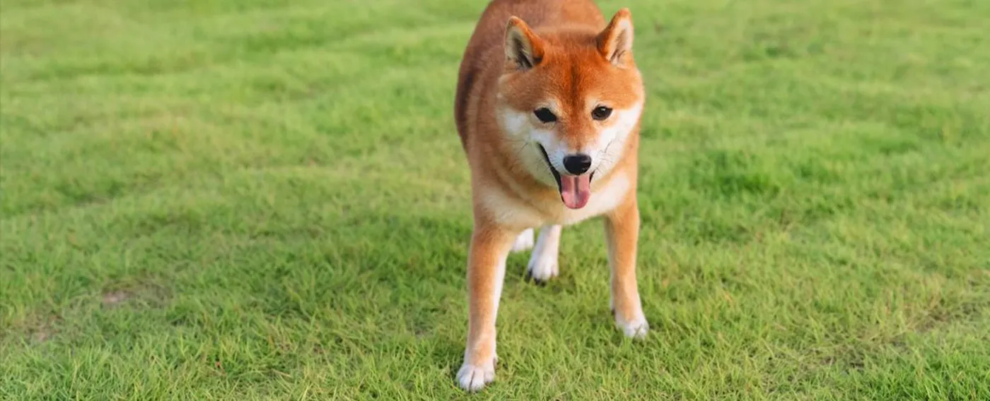 ภาพบรรยากาศการเข้าพักพร้อมสุนัขของคุณ