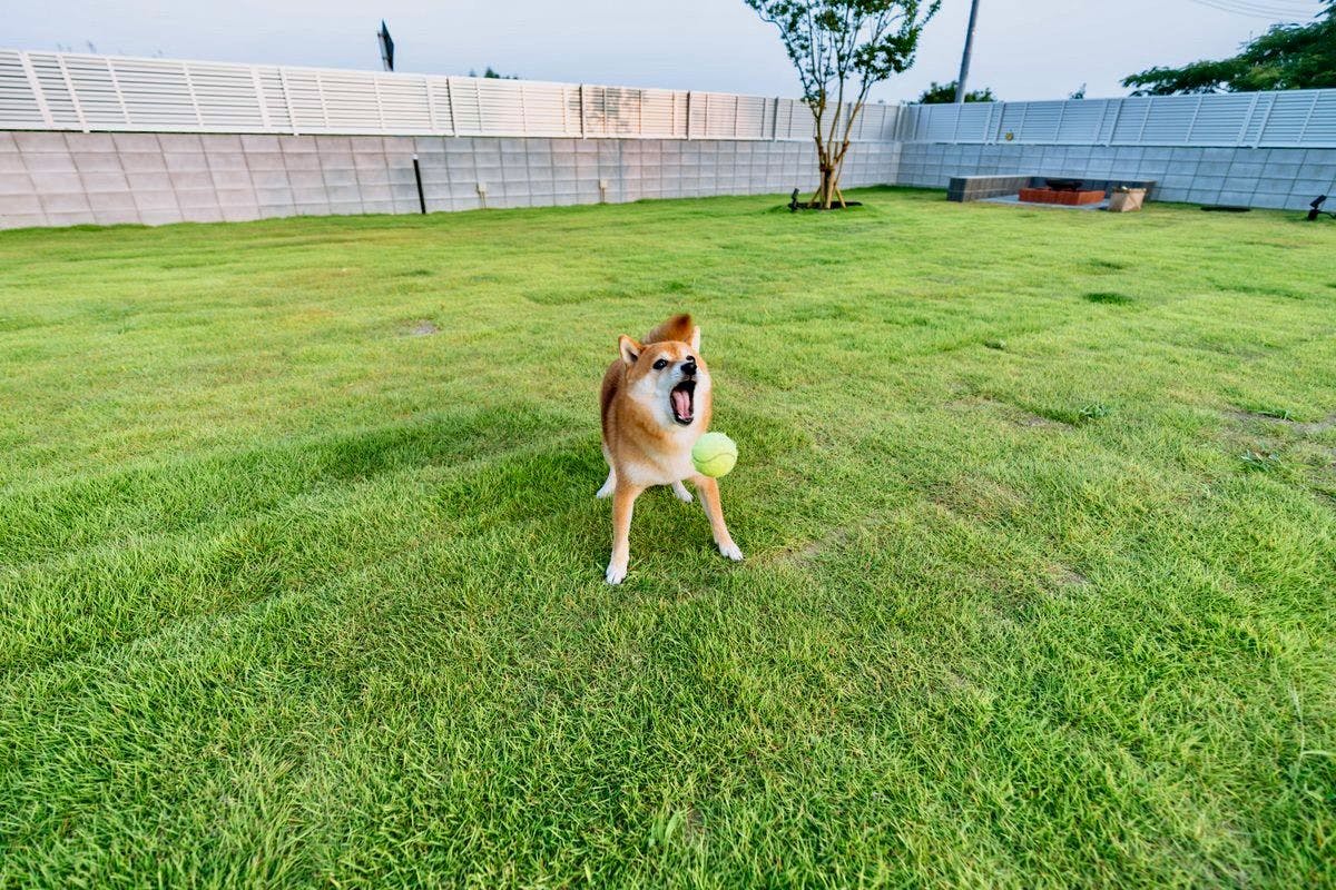 ภาพบรรยากาศการเข้าพักร่วมกับสุนัขของคุณ