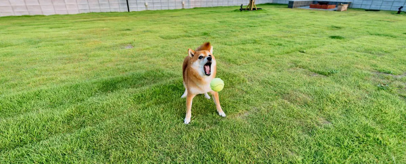 ภาพบรรยากาศการเข้าพักร่วมกับสุนัขของคุณ