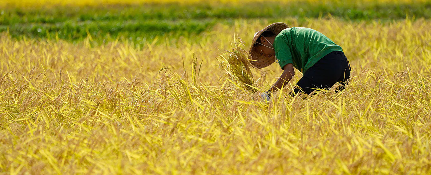 田植えや稲刈りなどの農業体験