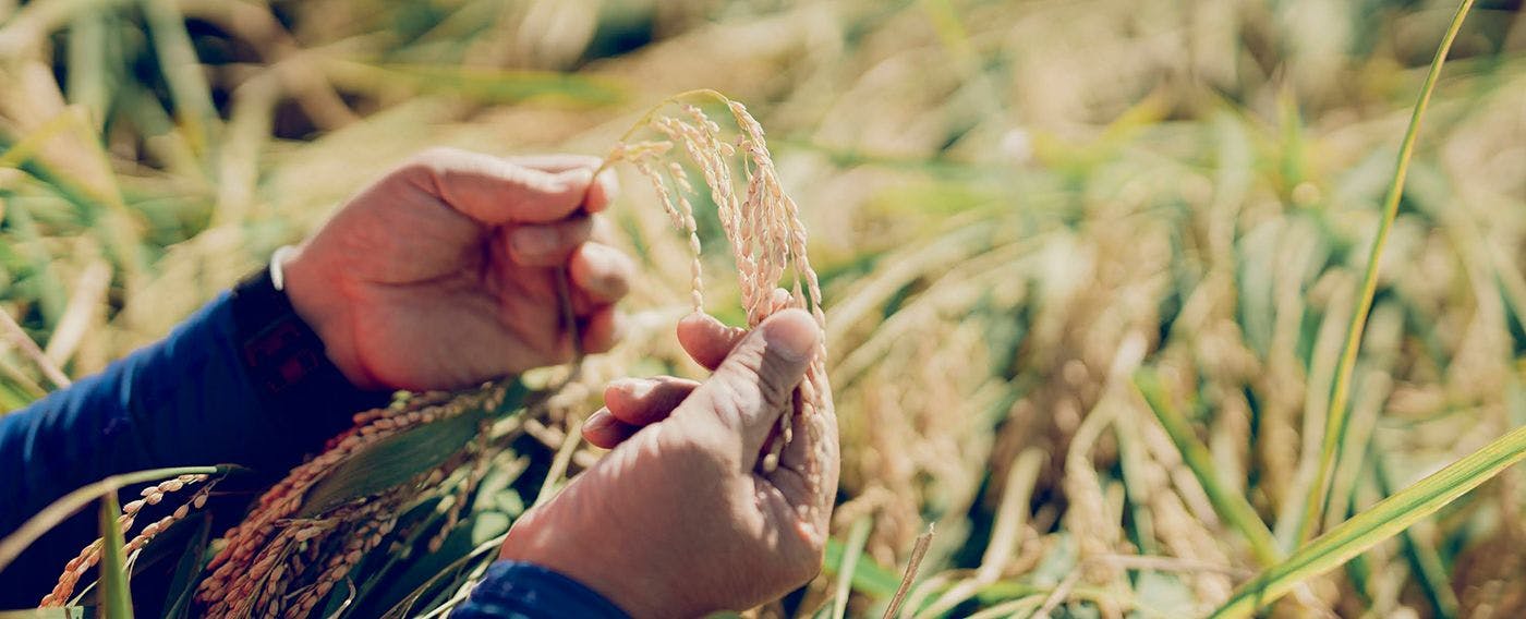福井与芦原的魅力之一例