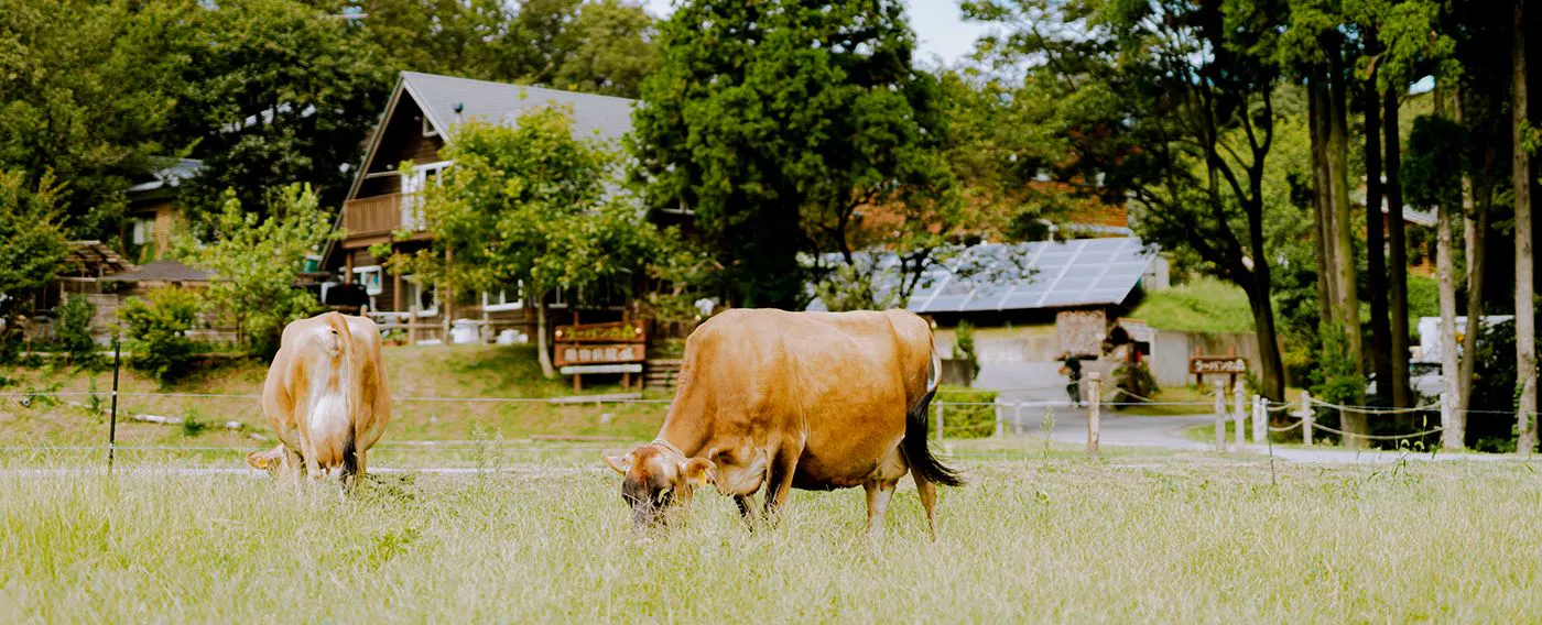 福井与芦原的魅力之一例