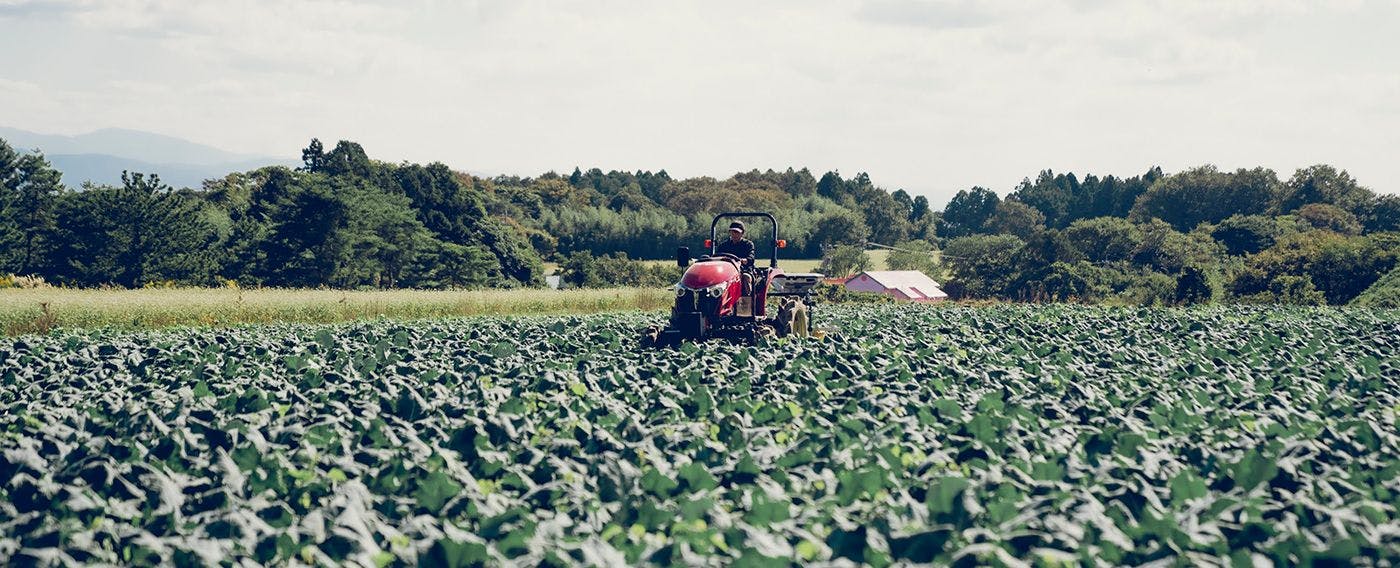 福井与芦原的魅力之一例