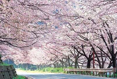 ไคซึ โอซากิ, วัดโอซากิ