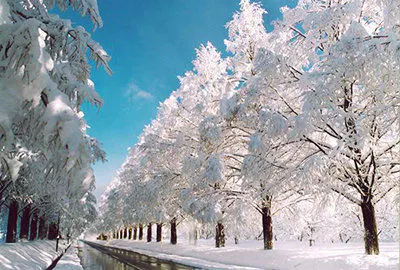 ถนนต้นเมตาเซโคเอีย