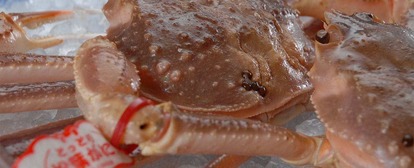 Musim sejuk sahaja: Jenama premium "Matsuba Crab"