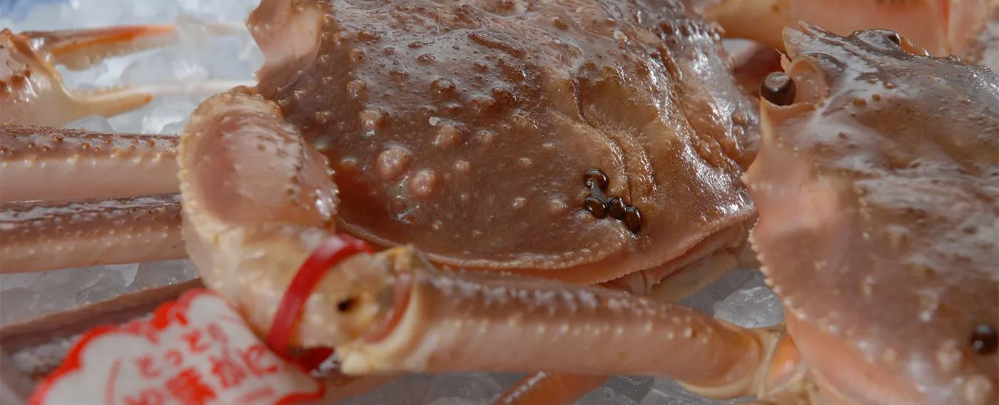 Musim sejuk sahaja: Jenama premium "Matsuba Crab"
