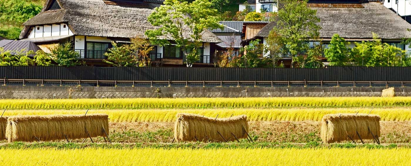 稲刈り