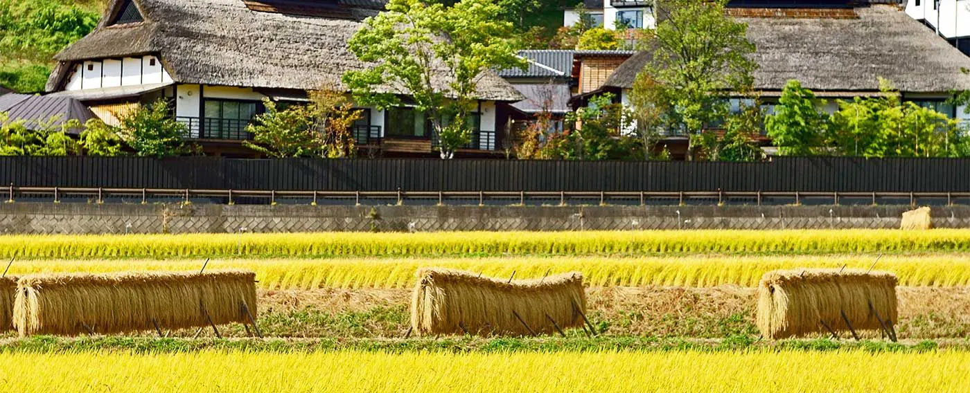 稲刈り