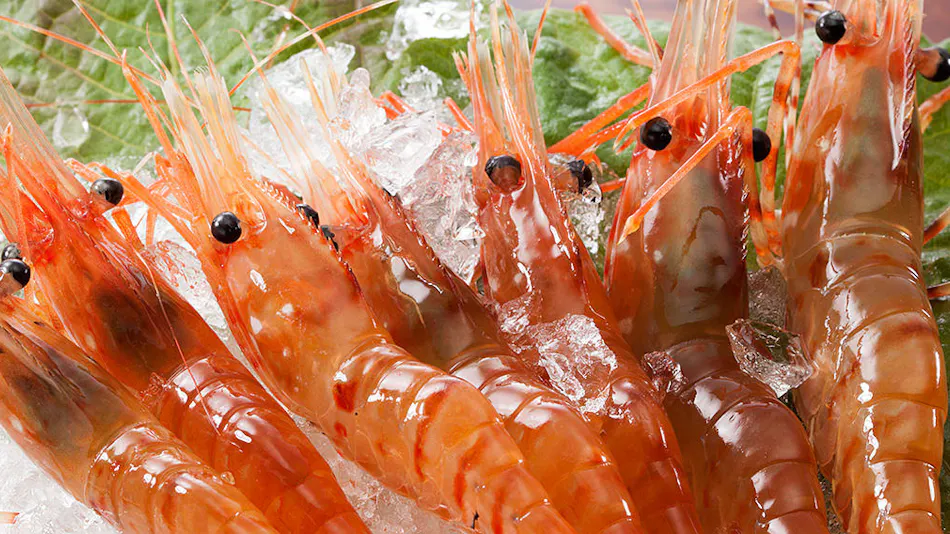 Kokoro Resort Umi no Bettei Furukawa