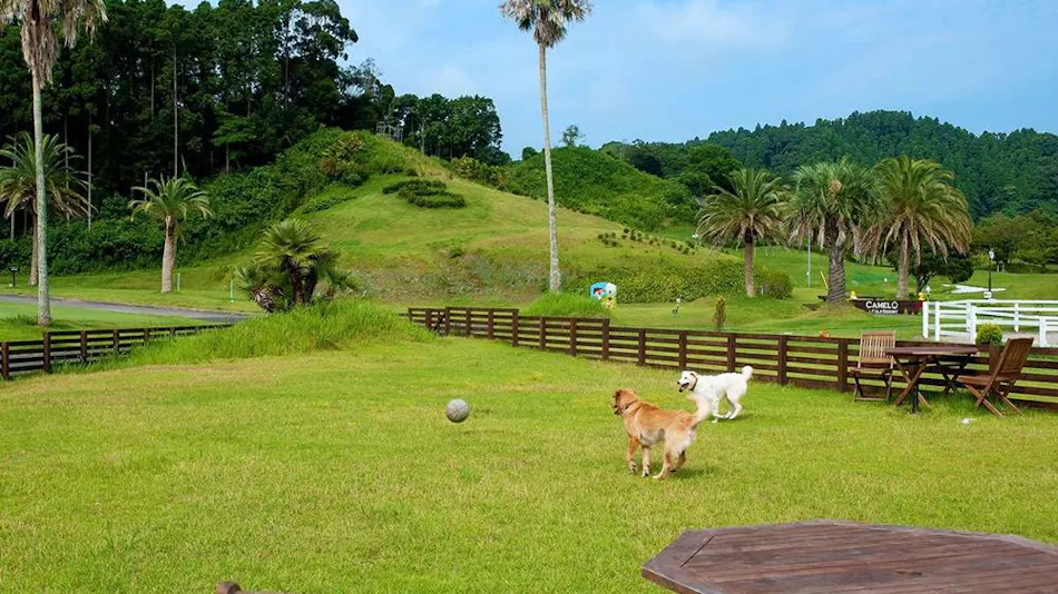 Camel Hotel Resort