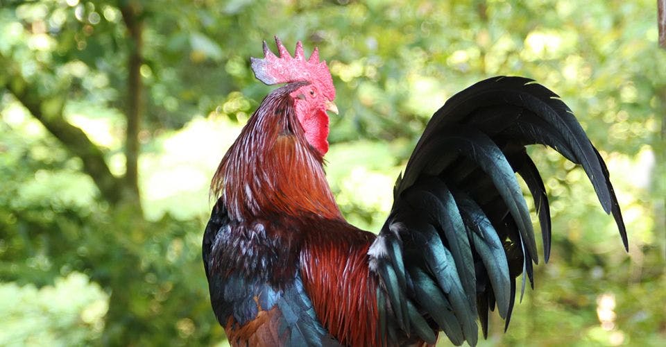 ชินชู โคงาเนะ ชาโมะ