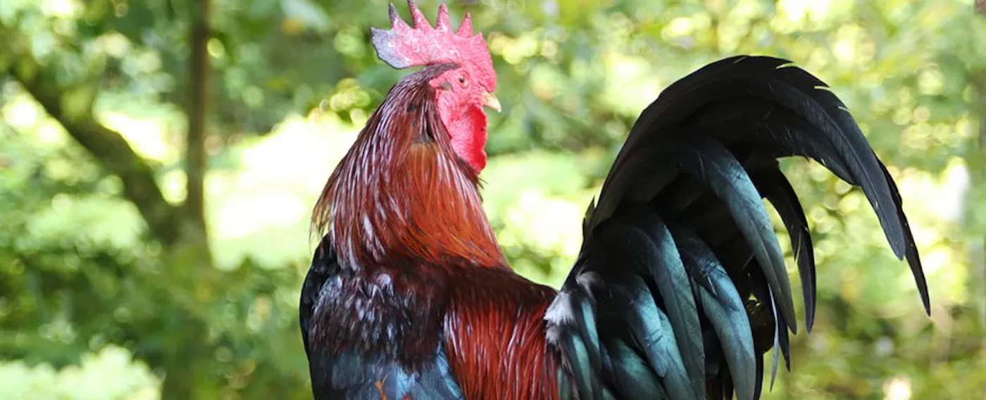 ชินชู โคงาเนะ ชาโมะ