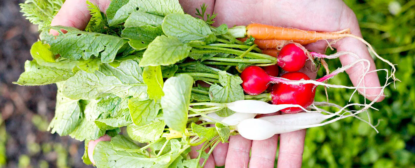 ผักพื้นบ้านชินชู