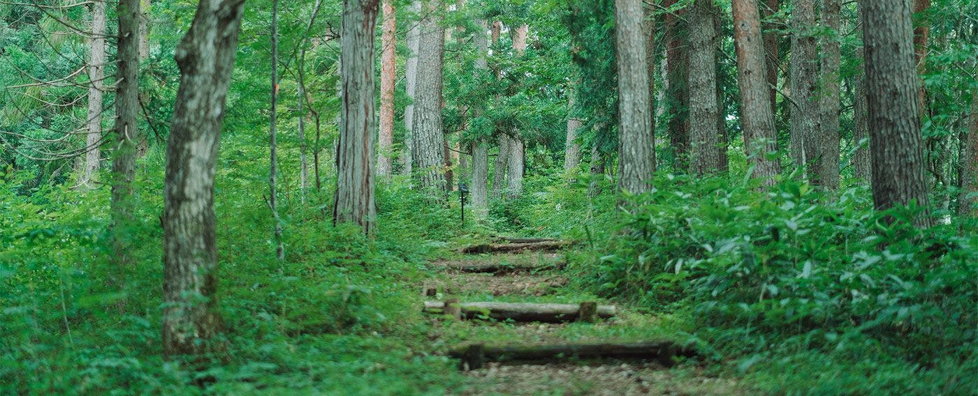 Pengalaman berjalan-jalan dengan tumbuhan herbal